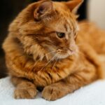 Beautiful ginger cat resting indoors on a soft surface, looking pensive.